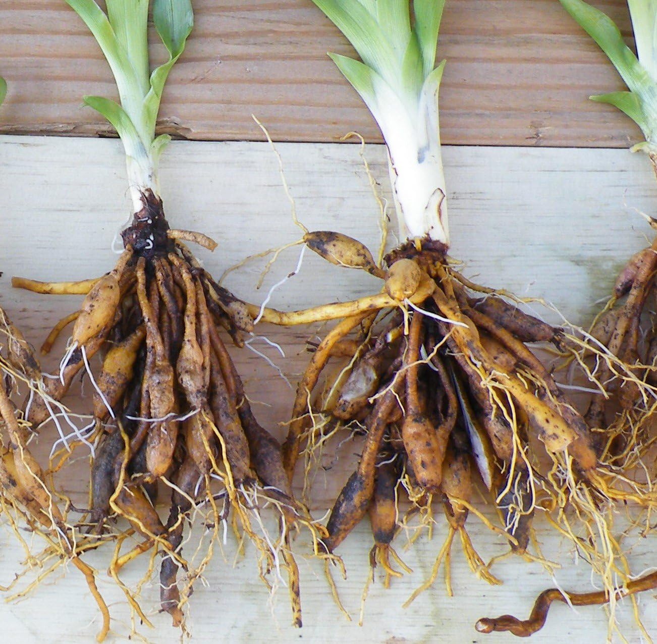 Stella D'oro Yellow Daylily Bare Root Plants
