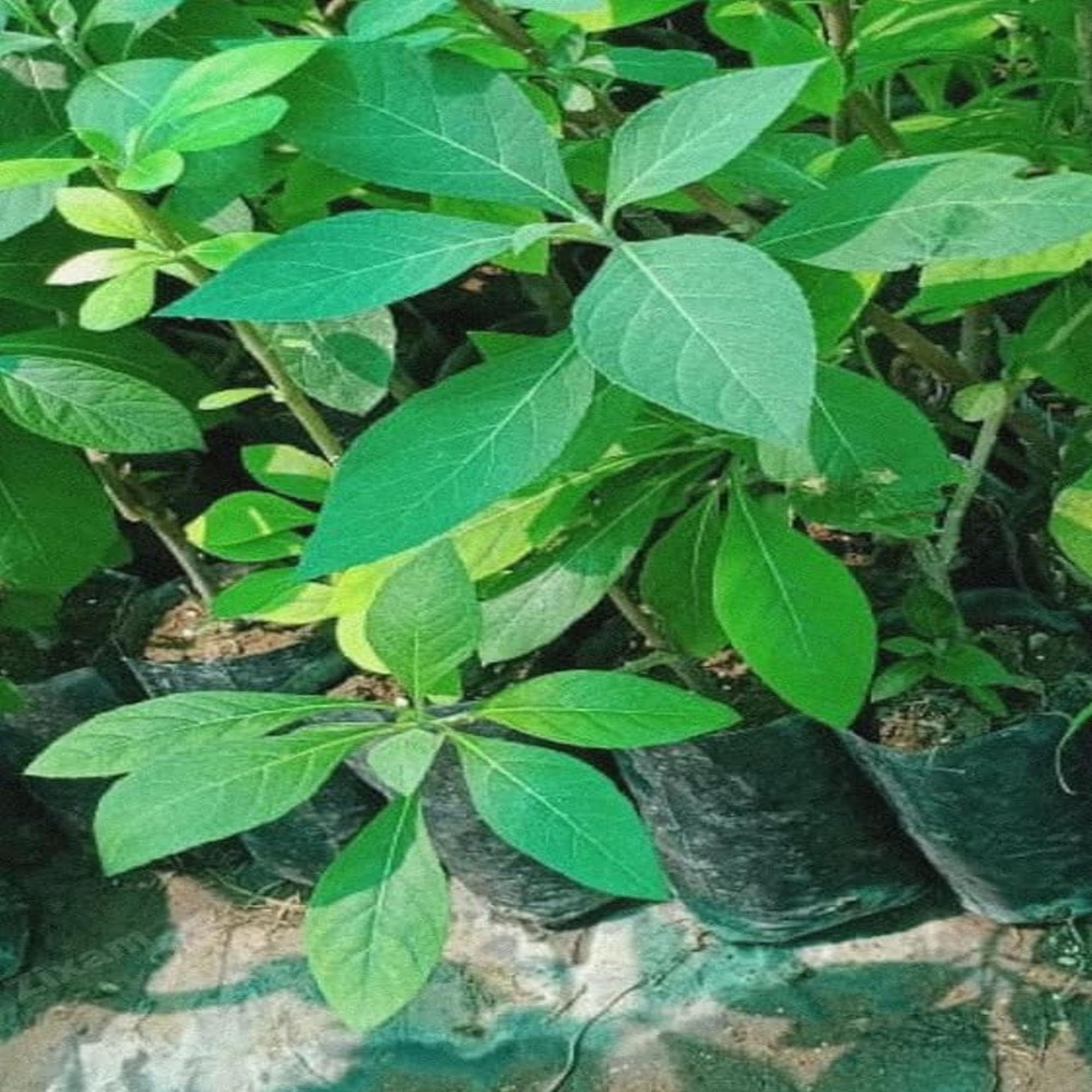 Vamsha Nature Care - Gurmar/Gudmar Live madhunashini Plant | Gymnema sylvestre Tree (Pack of 2 Plant) (B0CPBZ1LDD) Amazon Price History, Amazon Price Tracker