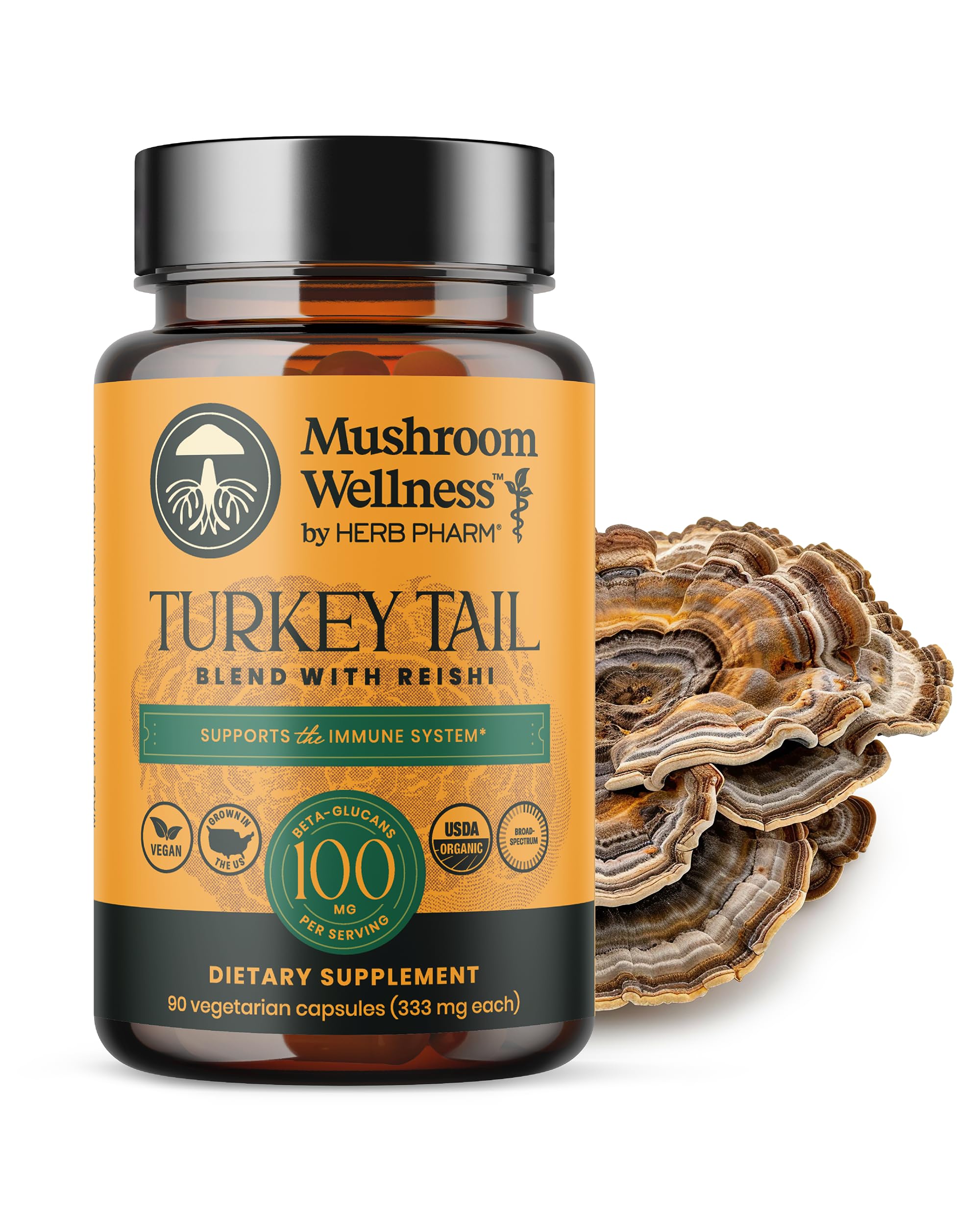 Using Turkey Tail Alongside Conventional Wellness Routines: What to Know 