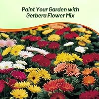 Vista 29 de Outsidepride Bicolor Mix Gerbera Seeds - 10 Pcs Perennial, Compact & Low Maintenance, Flower Seeds for Planting w/Vibrant Mixed Blooms, Ideal for