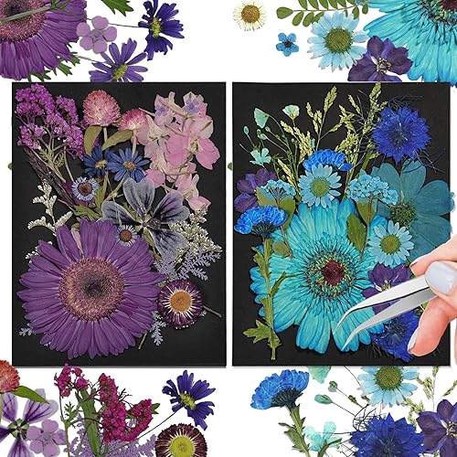 CONVELIFE Flores secas, 40 piezas de flores secas prensadas naturales y hojas, flores prensadas con pinzas para álbumes de recortes, manualidades,