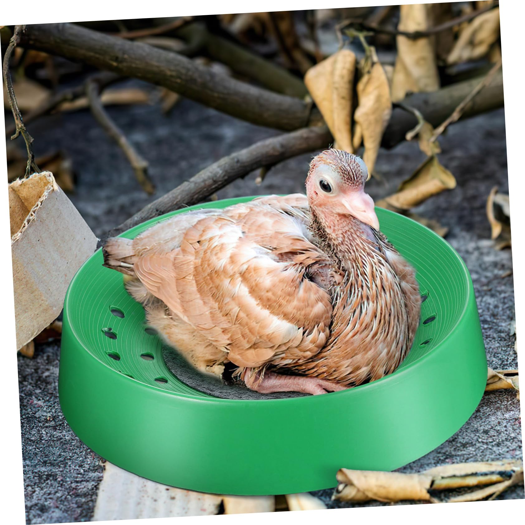 Toyvian Nido per Piccione per Riproduzione, 10 Pezzi in Plastica Verde | Uovo e Pappagallo, Uso Domestico e Fattoria, Lavabile e Asciugatura Rapida