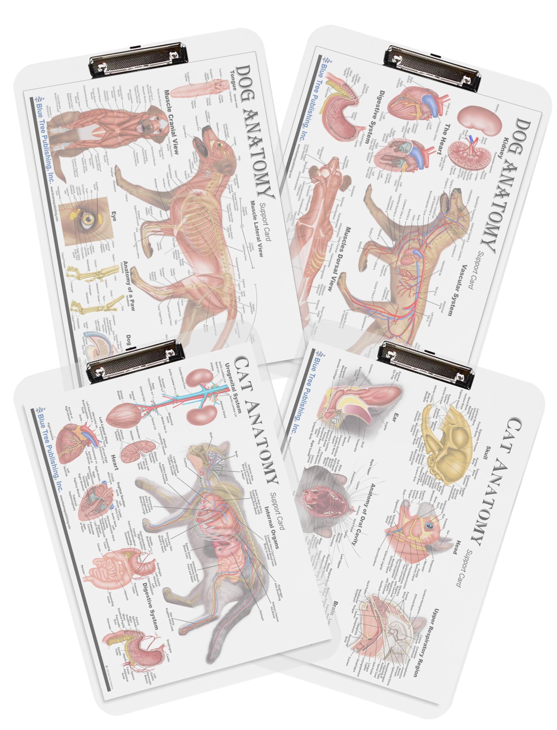 【大幅値下げ】VETERINARY BOARD 7冊セット【在庫処分】 Amazon.com : Dog Anatomy Dry Erase Clipboard Set Veterinary