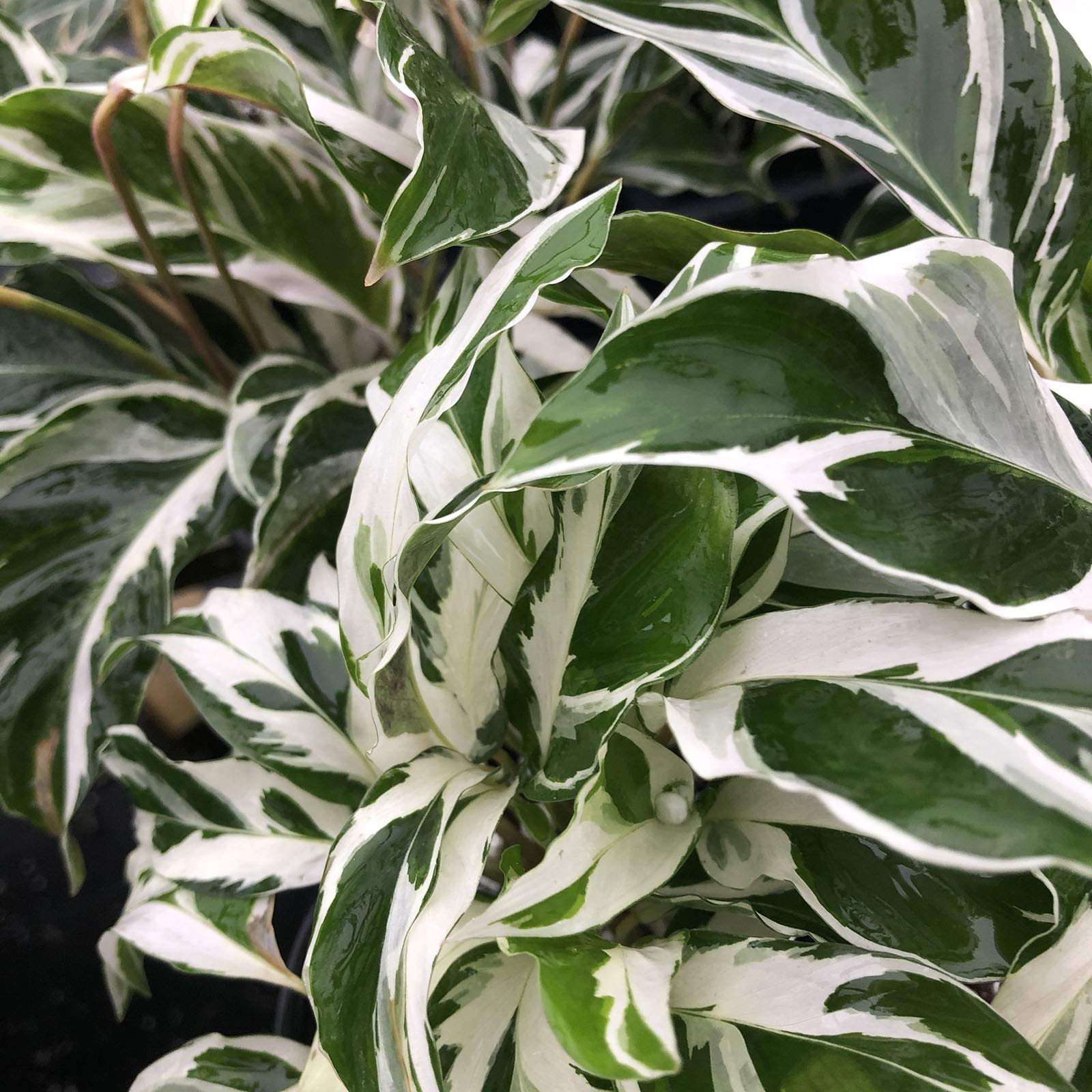 calathea schwarz pink Costa Farms 12 inch Tall Calathea Pink Star, Bright Indirect Sunlight, Indoor Live House Plants, Size: Medium main image 0