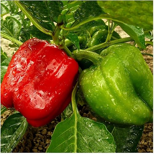 Miniatura 4 de everwilde explotacionesCalifornia Wonder SweetSemillas de Pimienta Oro Vault