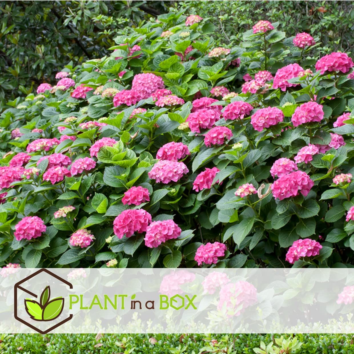 Plant in a Box - Hydrangea macrophylla 'Early Blue', 'Early Pink', 'Wudu' - Ortensia - Misto di 6 - Vaso 10,5 cm - Altezza 25-40 cm