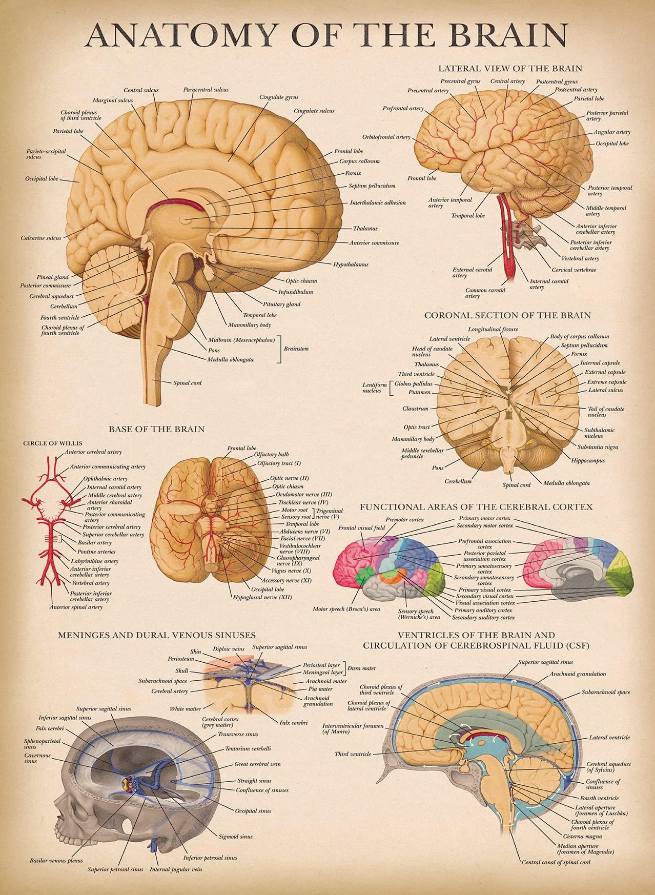 Palace Learning Vintage Brain Anatomy Poster - Laminated - Anatomical Chart of the Human Brain - 18" x 24"