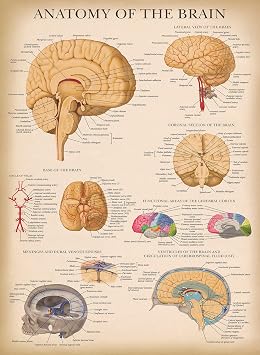 Palace Learning Vintage Brain Anatomy Poster - Laminated - Anatomical Chart of the Human Brain - 18" x 24"