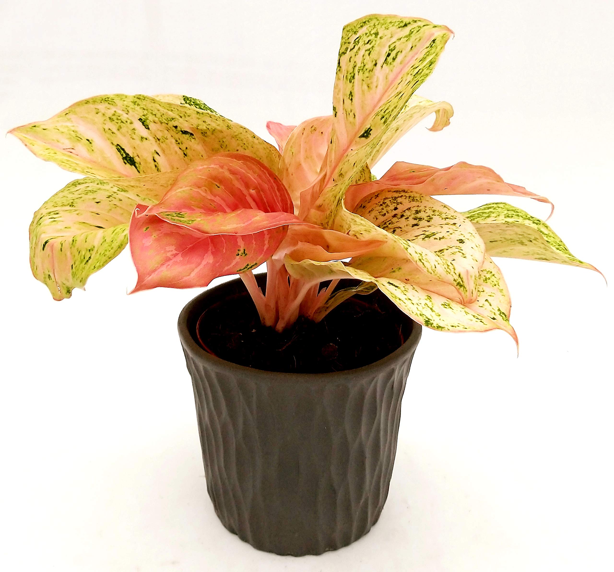 anthurium acual Anthurium Real Touch Flower Stem – California Hula Center main image 0