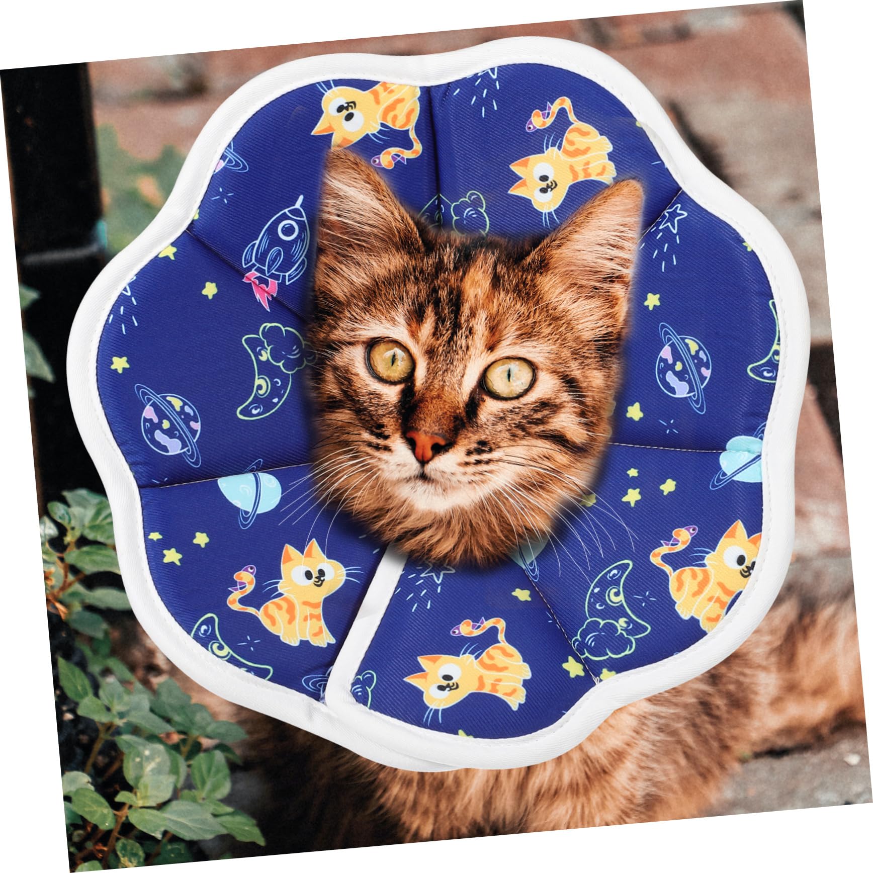 INOOMP 5stücke Kitten Cone Alternative Faltbarer Wasserdichter Cat Collar Für Katzen Und Kätzchen Schützt Vor Lecken Und Wunden Nach Operationen Und Verletzungen