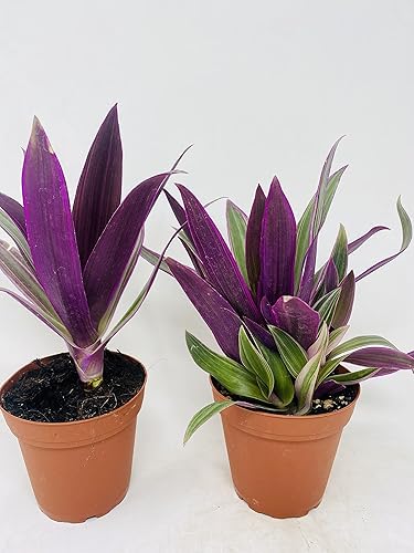 Miniatura 2 de Nanouk Moisés en la planta de la cuna -2 plantas -Rhoeo spathacea Tricolor 4inch Pot