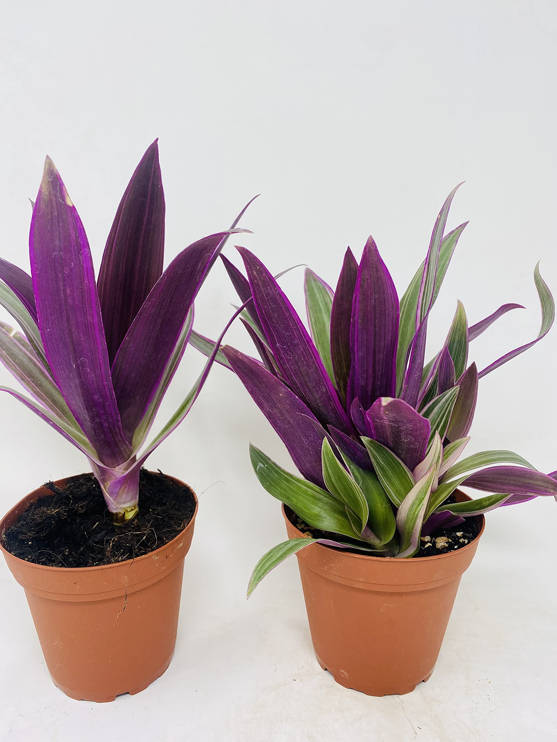 Amazon.com : JM BAMBOO Nanouk Moses in The Cradle Plant -2 Plants -Rhoeo  spathacea Tricolor 4inch Pot : Patio, Lawn & Garden