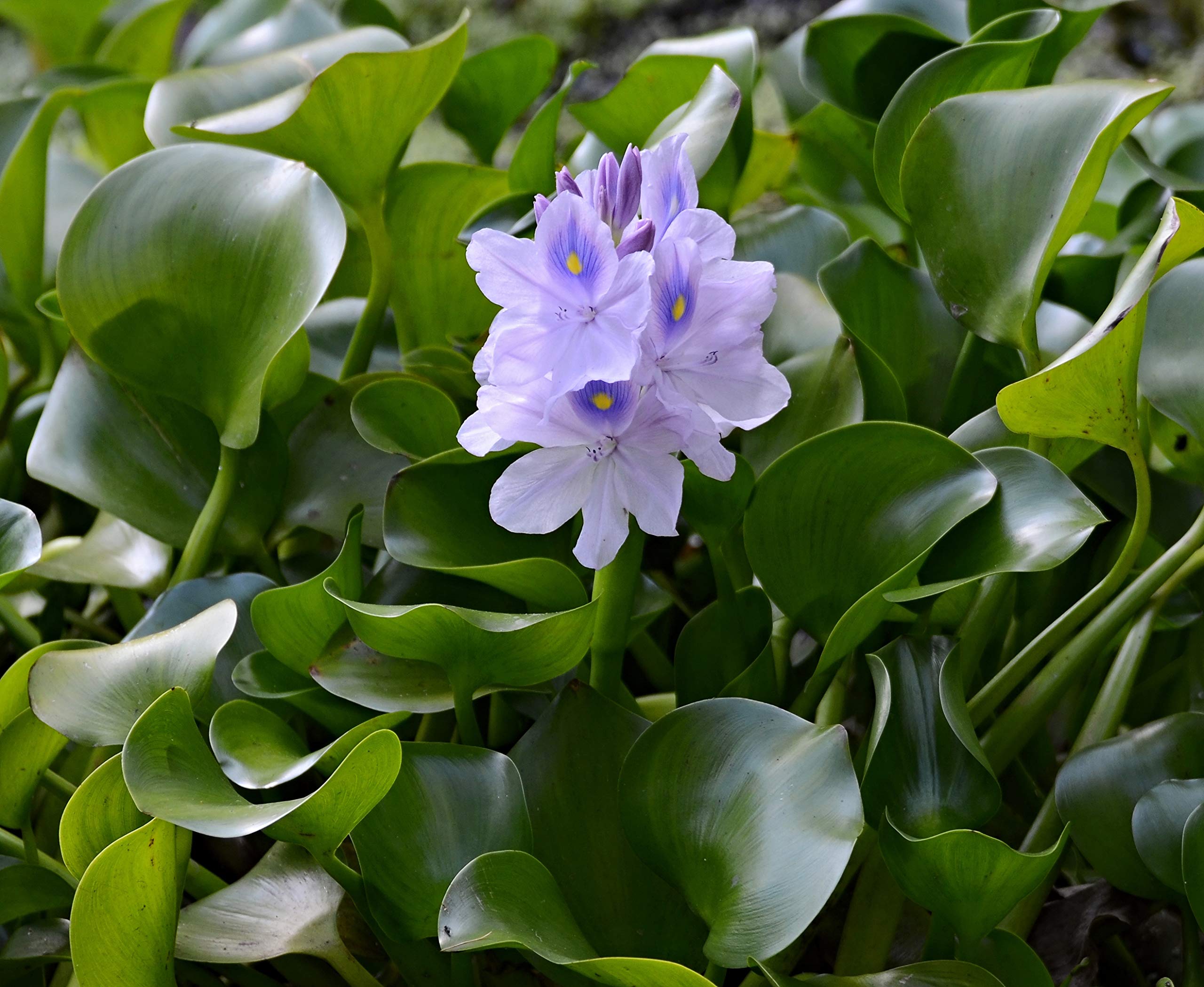 Water Hyacinth Floating Pond Plant - Pond Flower - Koi Pond Plants (12) (Read Description! WE CAN NOT Ship to Some States)