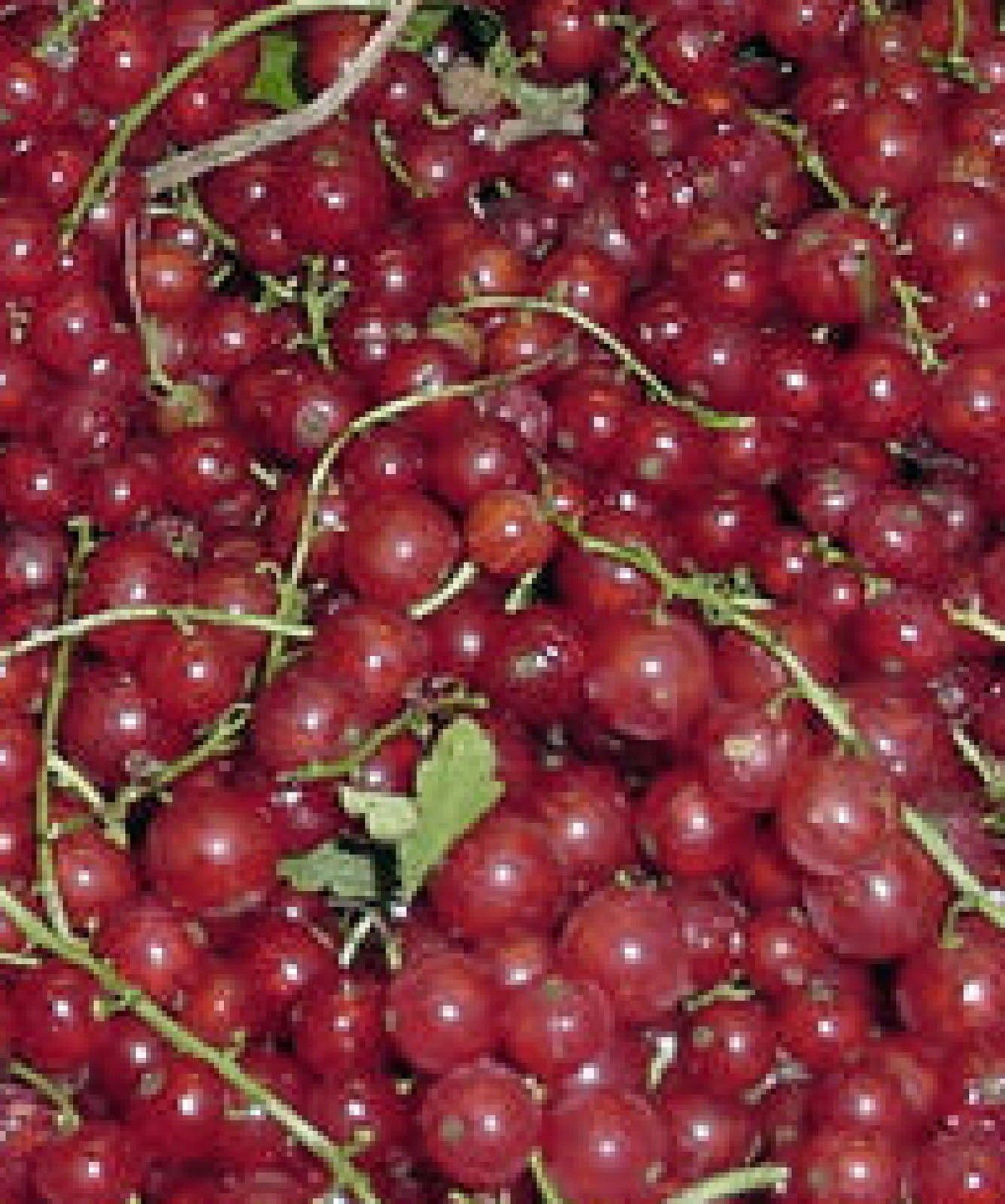 Everyday Yolo Perfection Red Currant Fruit Shrub Berry Seedling Fruiting Small Tree Live Plant