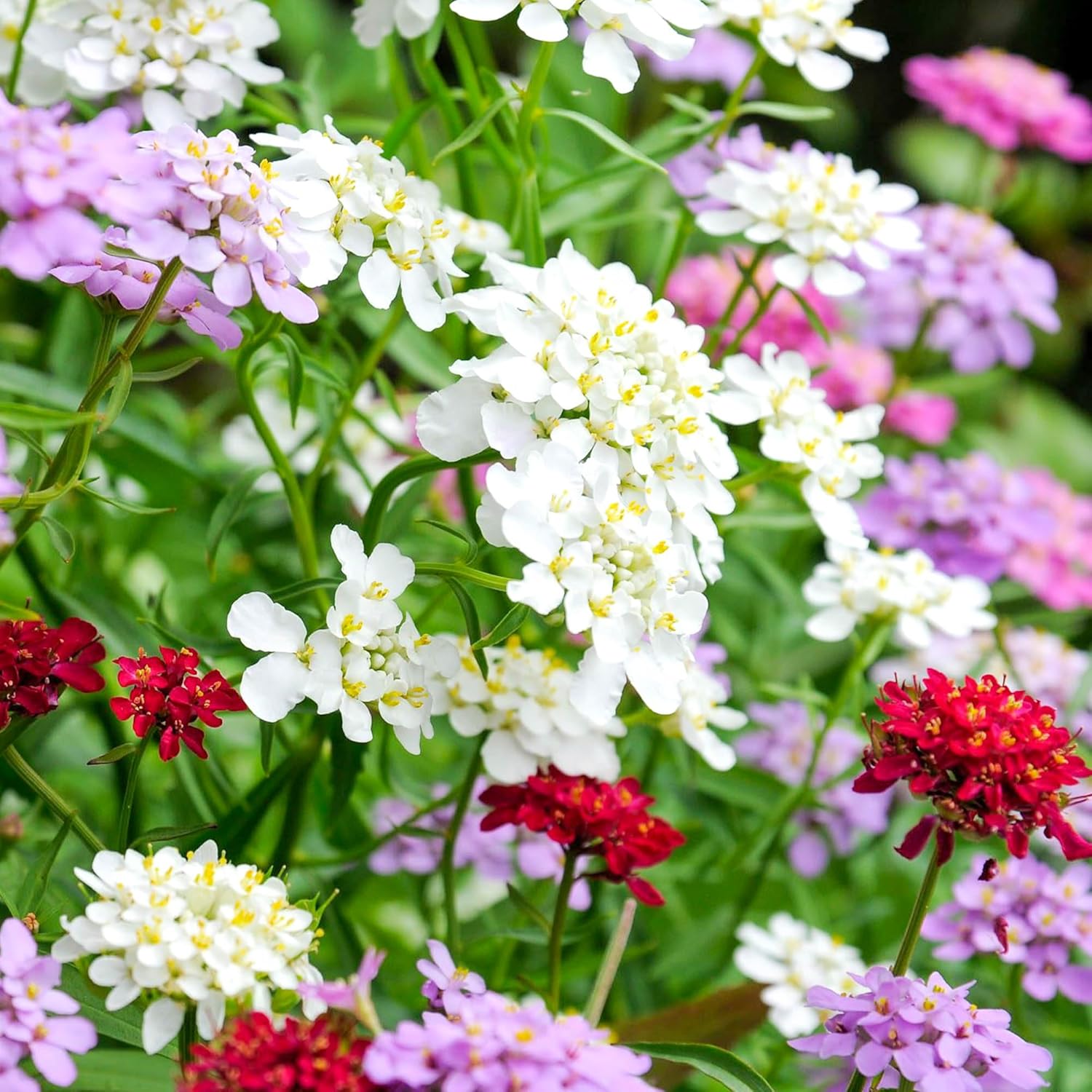 Dynamic Candytuft Seeds Background Photography Dynamic Candytuft Seeds Background Photography