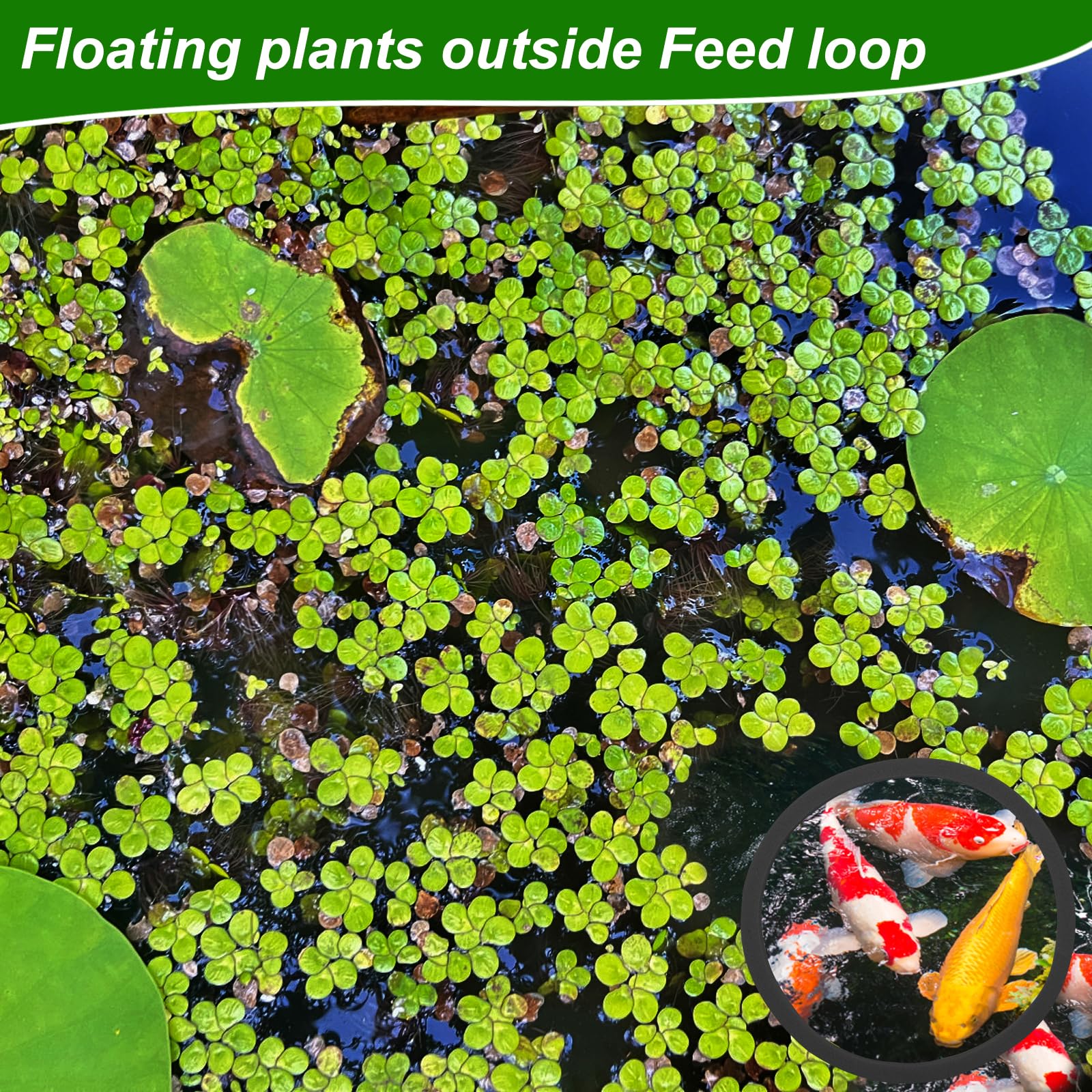 PEUTIER 5 Pièces d'Anneaux Flottantes d'Aquarium, Corral Flottantes en Mousse Anneau d'alimentation Poisson (Noir)