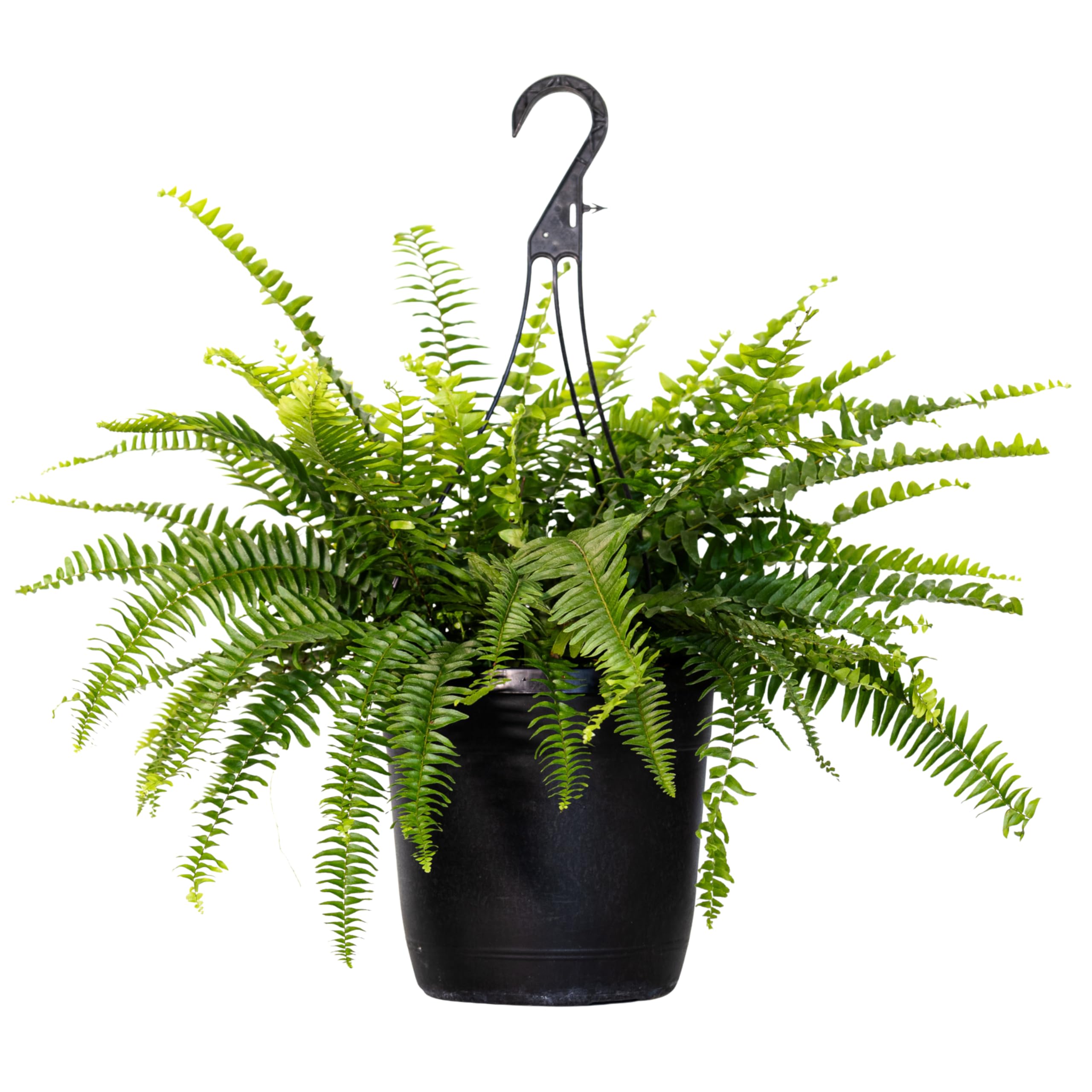 United Nursery Boston Fern 20-24 inch Hanging Basket