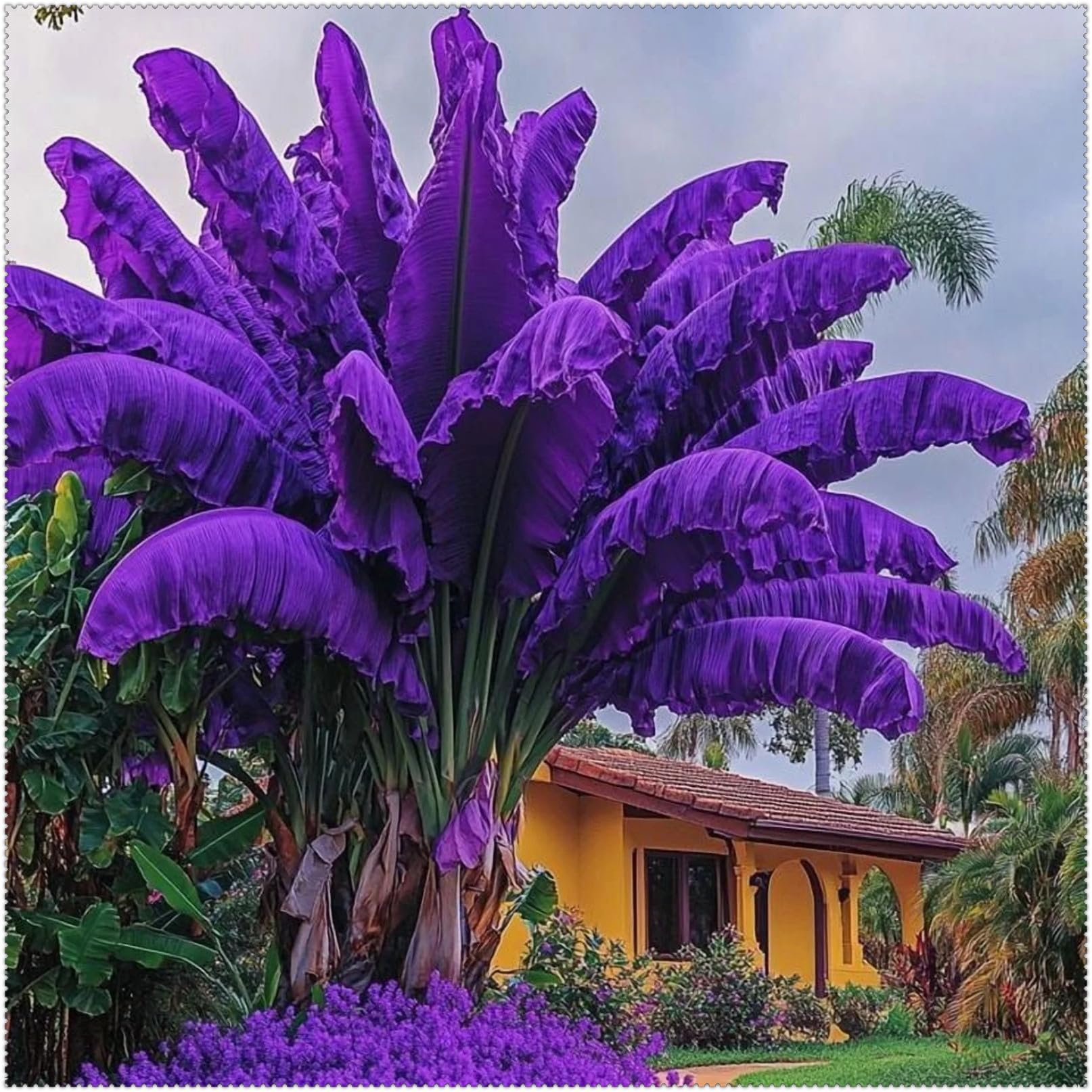 Classic Elephant Ears for Planting Now UK Display Greening Perennial Professional Cold-Resistant Natural Organic Excellent Unique-3Bulbs-G