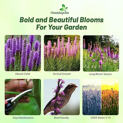 Miniatura 2 de Outsidepride Semillas perennes de flores silvestres Liatris Spicata Gayfeather de 14 lb para plantar