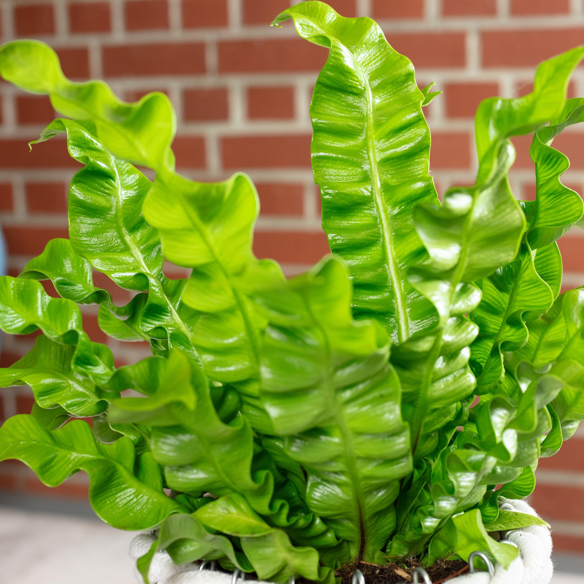 Nid fougère – Plante d'intérieur facile d'entretien, Asplenium nidus « Crispy Wave » – Hauteur : env. 25 cm, diamètre du pot : 12 cm