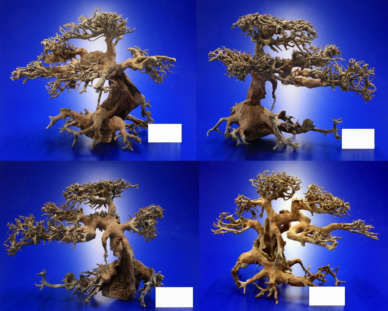 Aqua-Bonsai Wurzel NANO - Aquascaping Drachenbaum Traumwurzel XS :  Amazon.de: Haustier