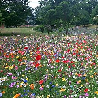 Mix 3 100g 100% Wild Flower Seed Mix Annual Perennial Ornamental Meadow Genuine UK Seed Plants Attracts Bees & Butterfly Pure Wildflower Seeds
