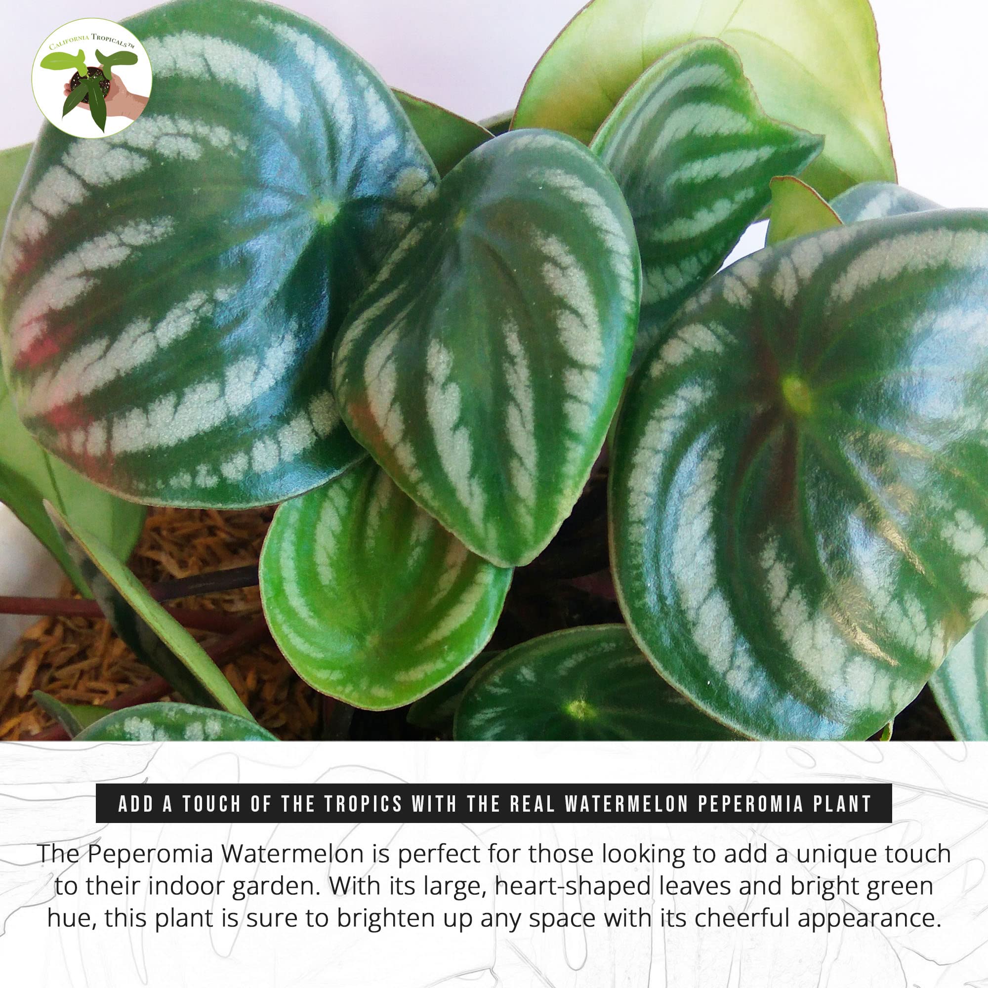 pachira money tree plant Mini Money Tree