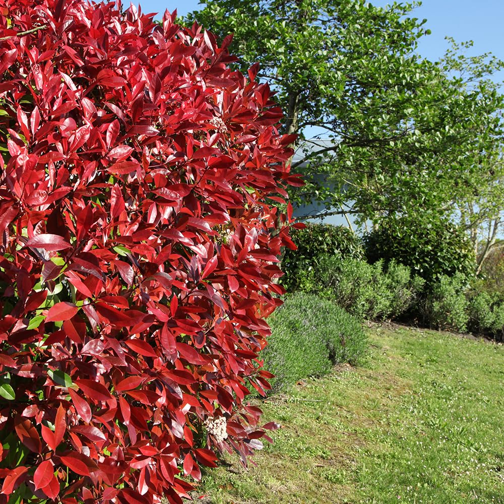 YouGarden Photinia 'Red Robin', Established Shrub in 2L Pot, Evergreen with Evolving Foliage Colour, Ready to Plant