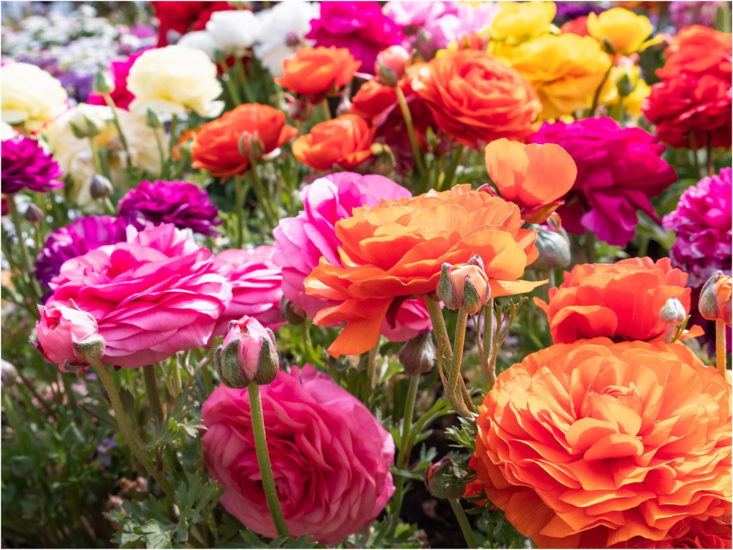10 x Ranunculus asiaticus Mix Summer Flowering Bulbs Persian Buttercup Aviv Colourful Cut Flower Corms Size 5/6