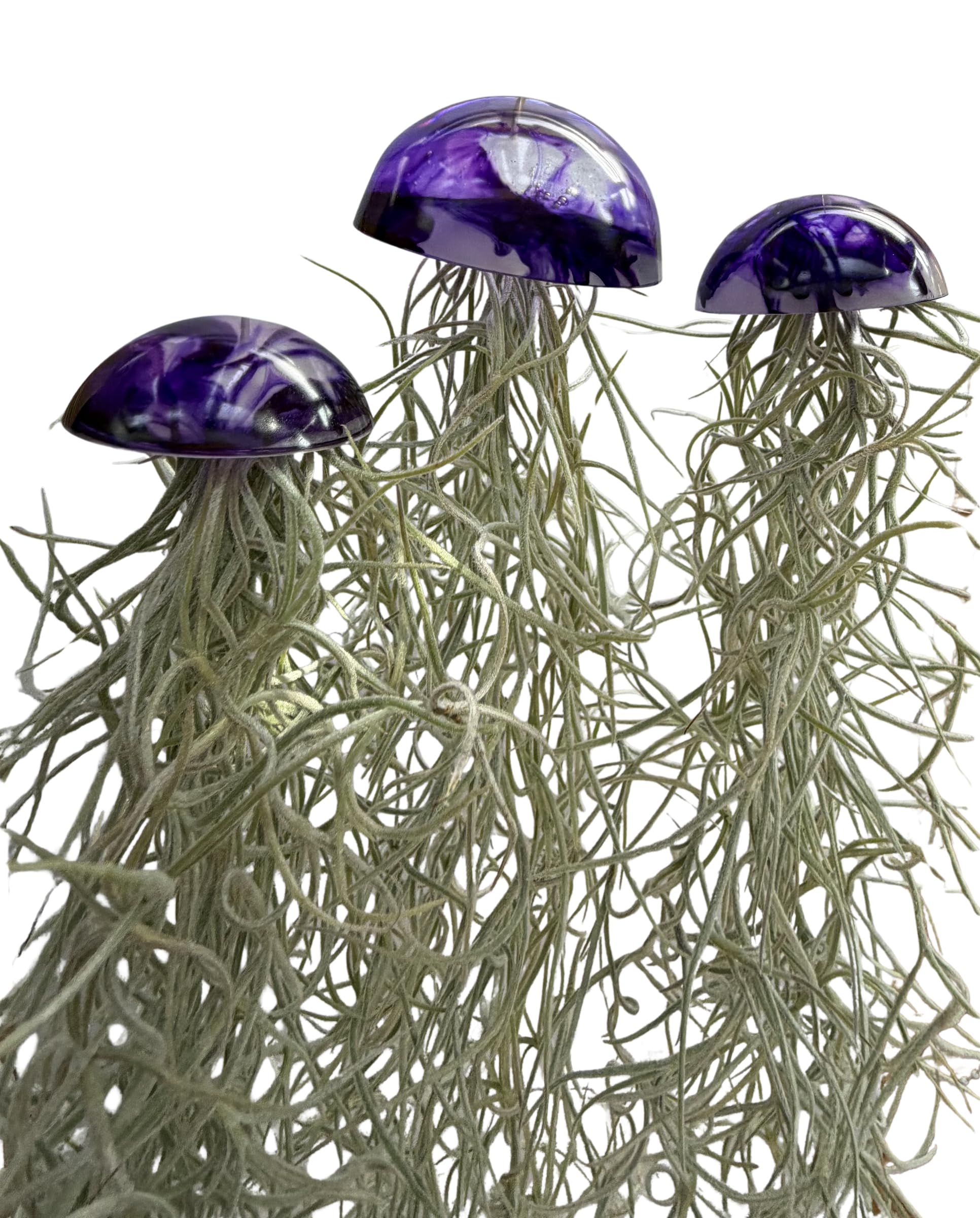 Juego de tres plantas de aire de medusas de cristal púrpura epoxi tillandsia plantas aéreas.