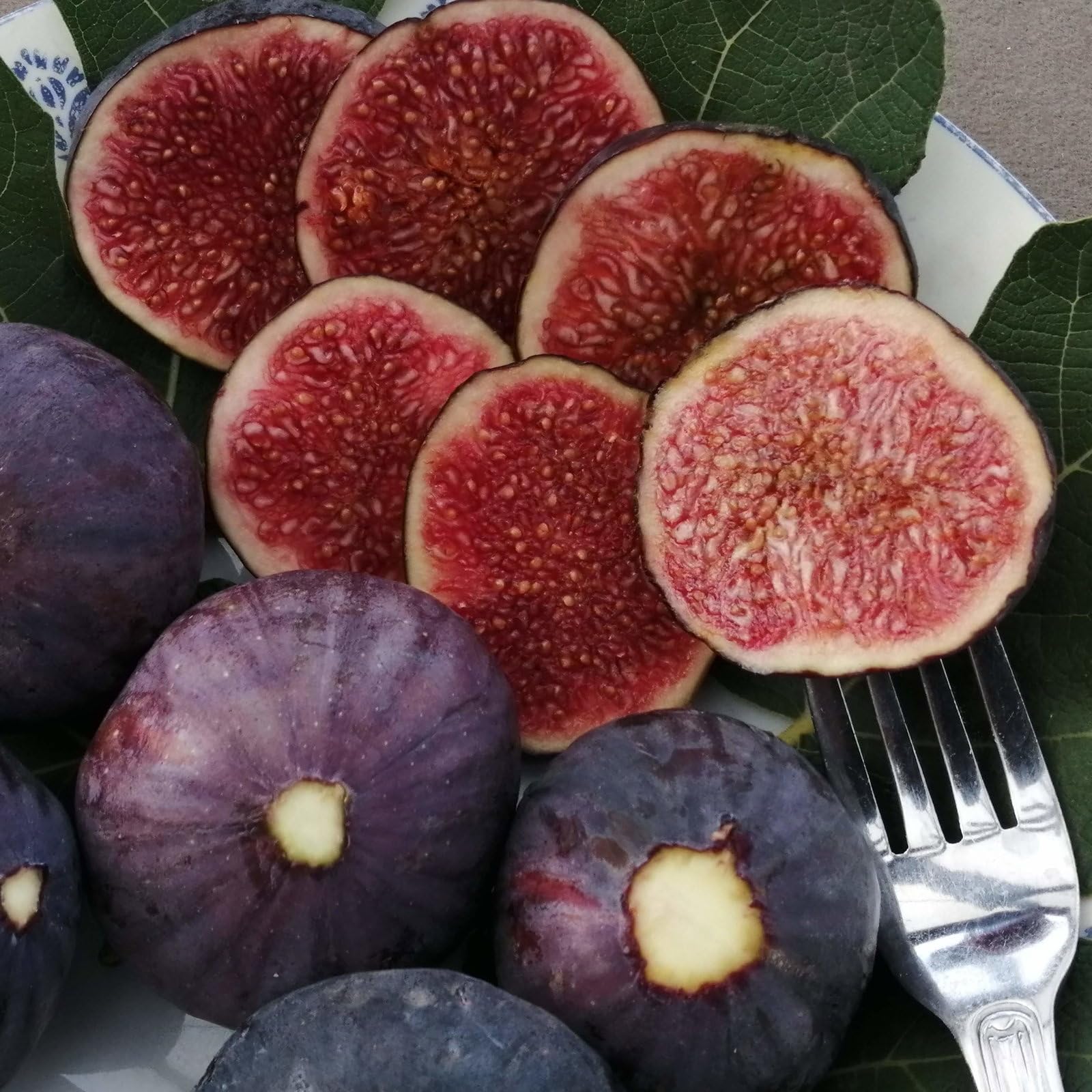 Plant World Seeds - Fig Purple Seeds (Fruit Seeds)