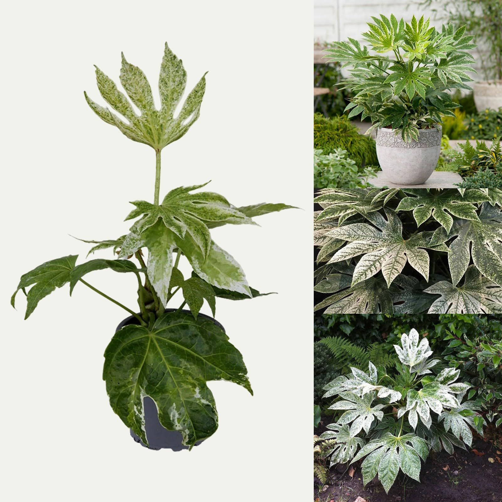 Carbeth Plants 2 x Fatsia Japonica 'Spiders Web' in a 9cm Pots
