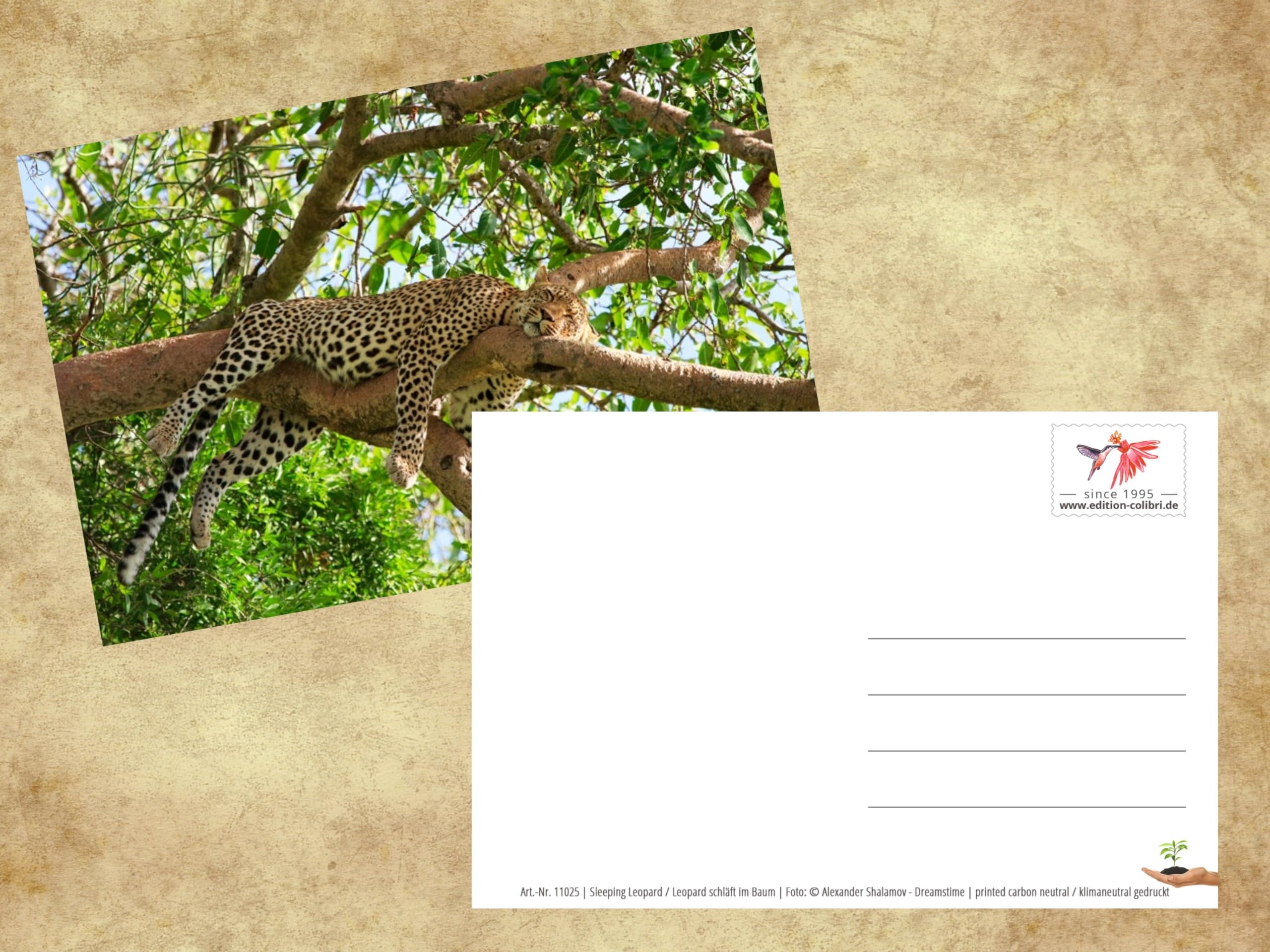 Edition Colibri Postkarten-Set – 3 Gleiche Tierpostkarten Mit Schlafendem Leoparden, DIN A6, Klimafreundlich Produziert
