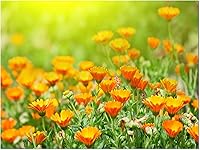 Vista 4 de Impresión floral de la lona de flores de caléndula amarilla