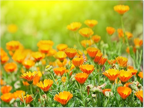 Miniatura 4 de Impresión floral de la lona de flores de caléndula amarilla