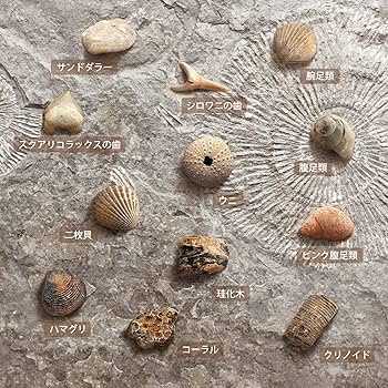 古生物/化石セット Amazon | XXTOYS 化石発掘キット 化石標本 化石 発掘 キット