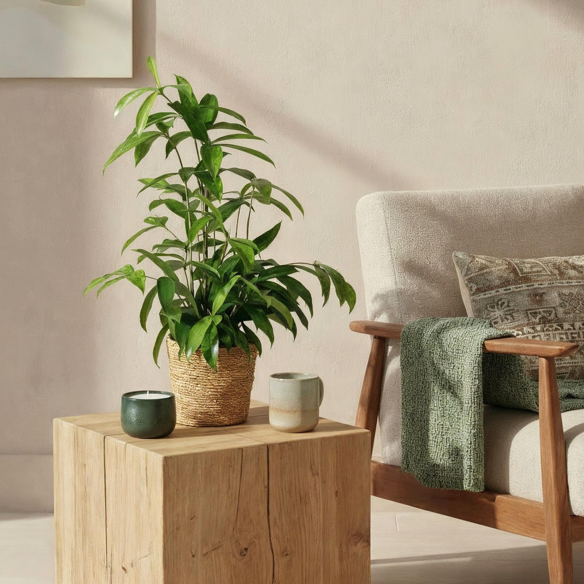 Dracaena surculosa – Drachenblutbaum – 17cm – Höhe 60-70cm – Pflegeleichte grüne Zimmerpflanze mit eleganten Blättern für Wohn – und Arbeitsräume 1