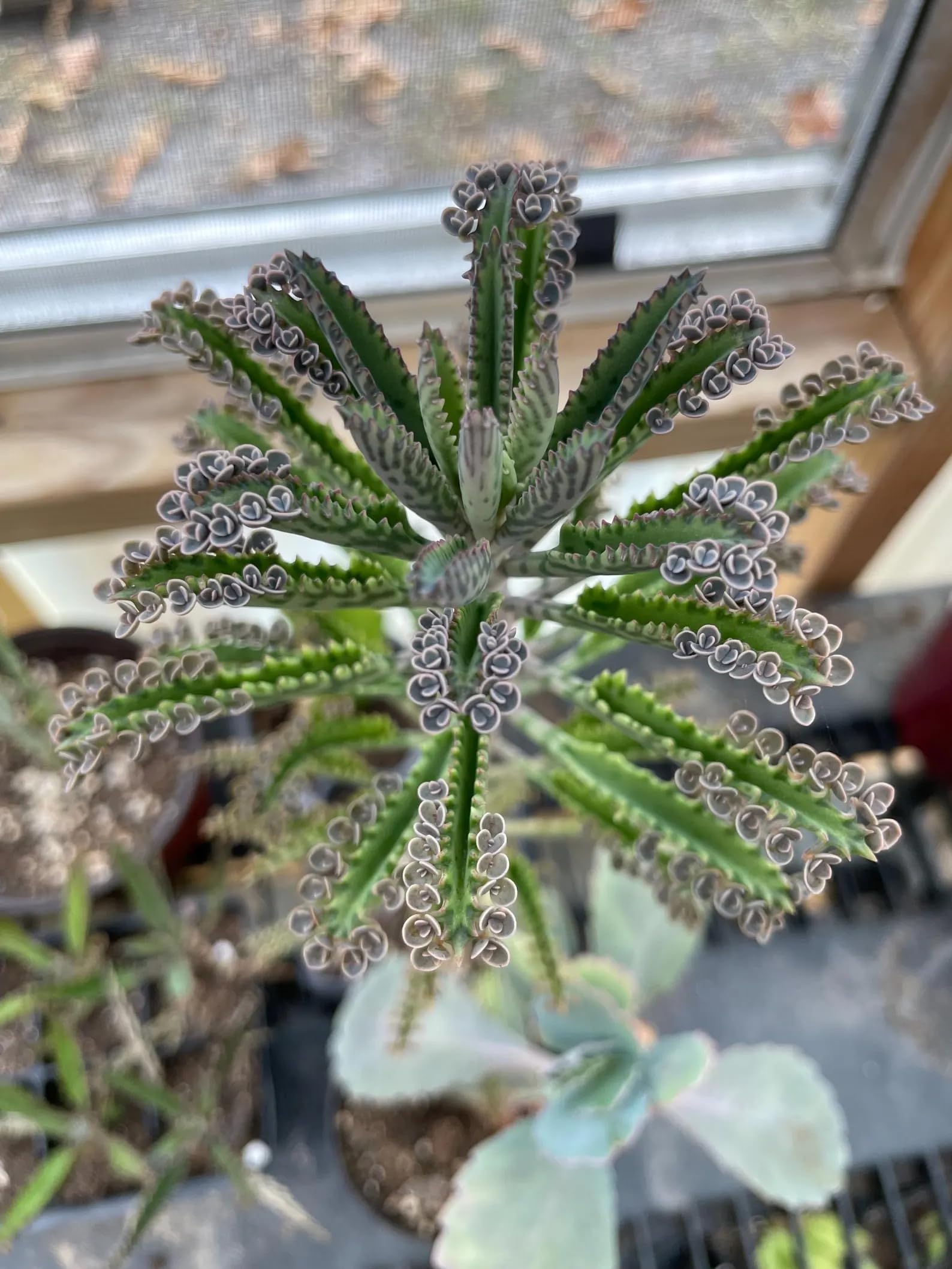 Kalanchoe Mother of Thousands/Devils Backbone Succulent Plant Rooted (Kalanchoe Alligator Cactus)-image-9