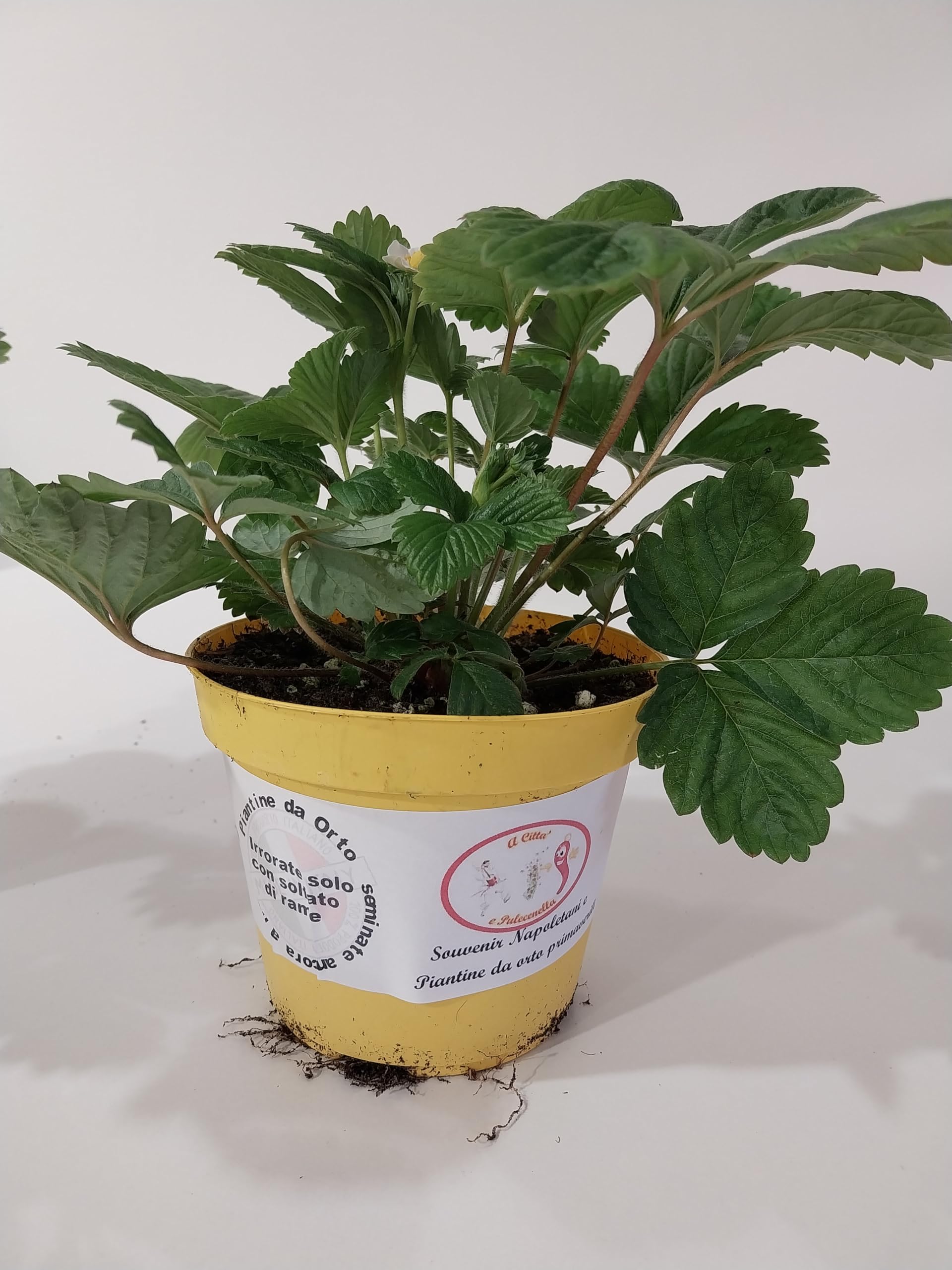 piantine di fragole (fragoline di bosco 10 piante)