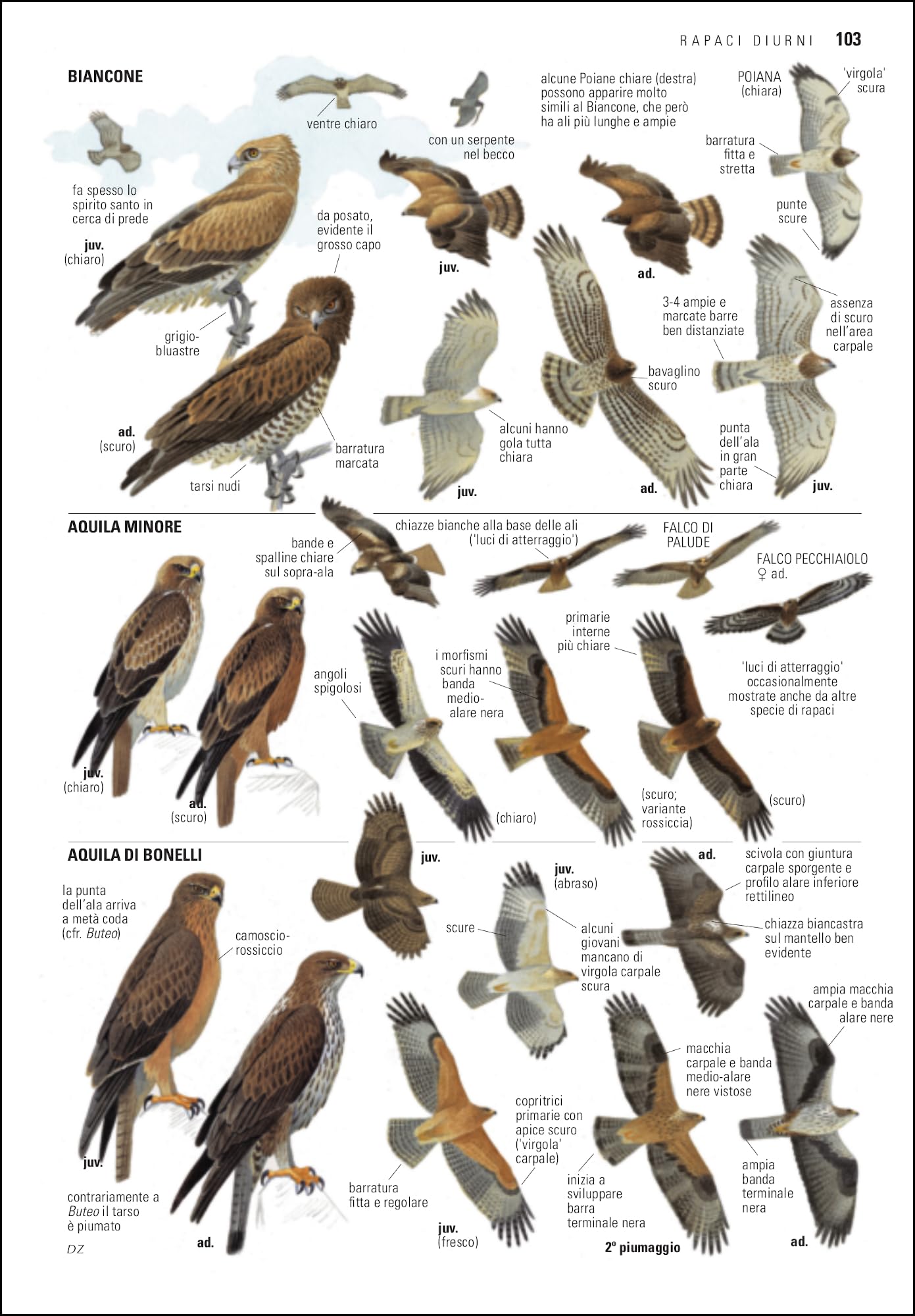 Guida agli uccelli d'Europa, Nord Africa e Vicino Oriente. Ediz. a colori