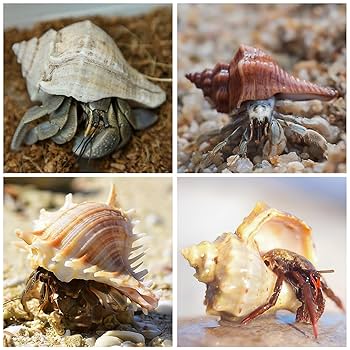 金属製 海洋生物 アンティーク雑貨　真鍮　ヒトデ　貝　ヤドカリ　ペーパーウェイト 金属製 海洋生物 アンティーク雑貨真鍮ヒトデ貝ヤドカリペーパー