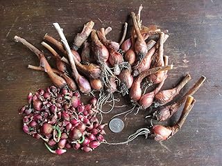 seedown 25 ripe Bulbs: Egyptian Walking Onions, Ripe Bulbs and Top Bulbls ~ Organic Heirloom
