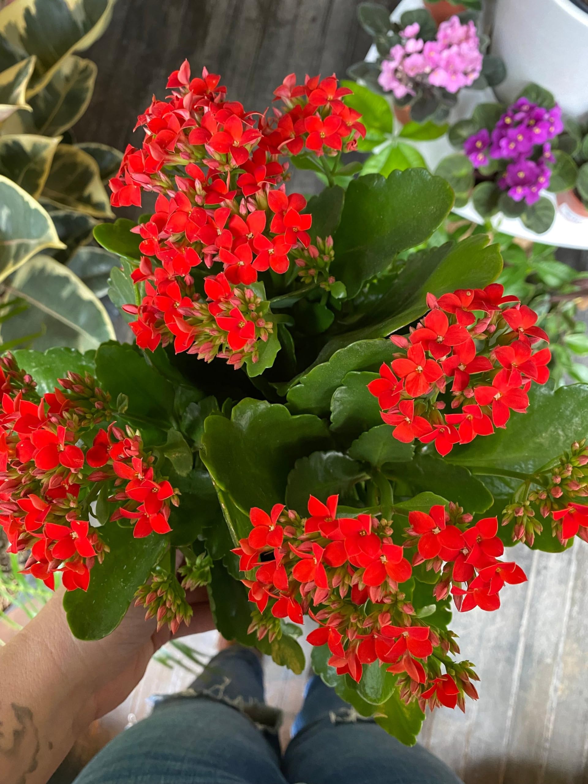 Guruji Plantation Double Original Color Kalanchoe Widows-thrill Live Flower Ornamental Drought Tolerant Plant (Red) (B0CS9W1WMJ) Amazon Price History, Amazon Price Tracker