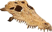 Exo Terra Terrarium Decor Croc Skull LQ, for Reptile and Amphibians