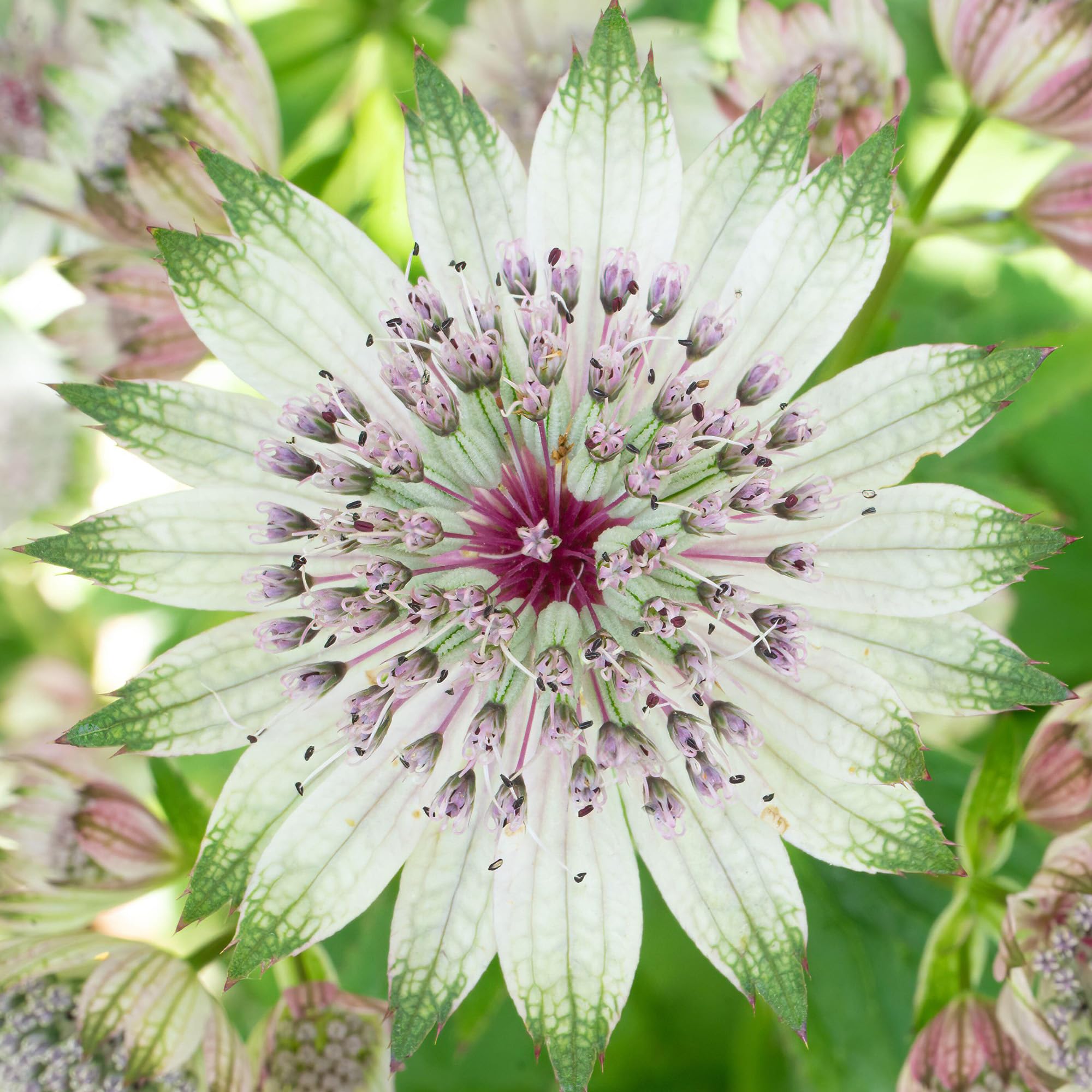 Astrantia Florence - Outdoor Plants Garden Ready - Deciduous Pink Flowering Perennial Plant for Pots, Containers, Borders and Flower Beds (9cm Pot, 15-25cm)