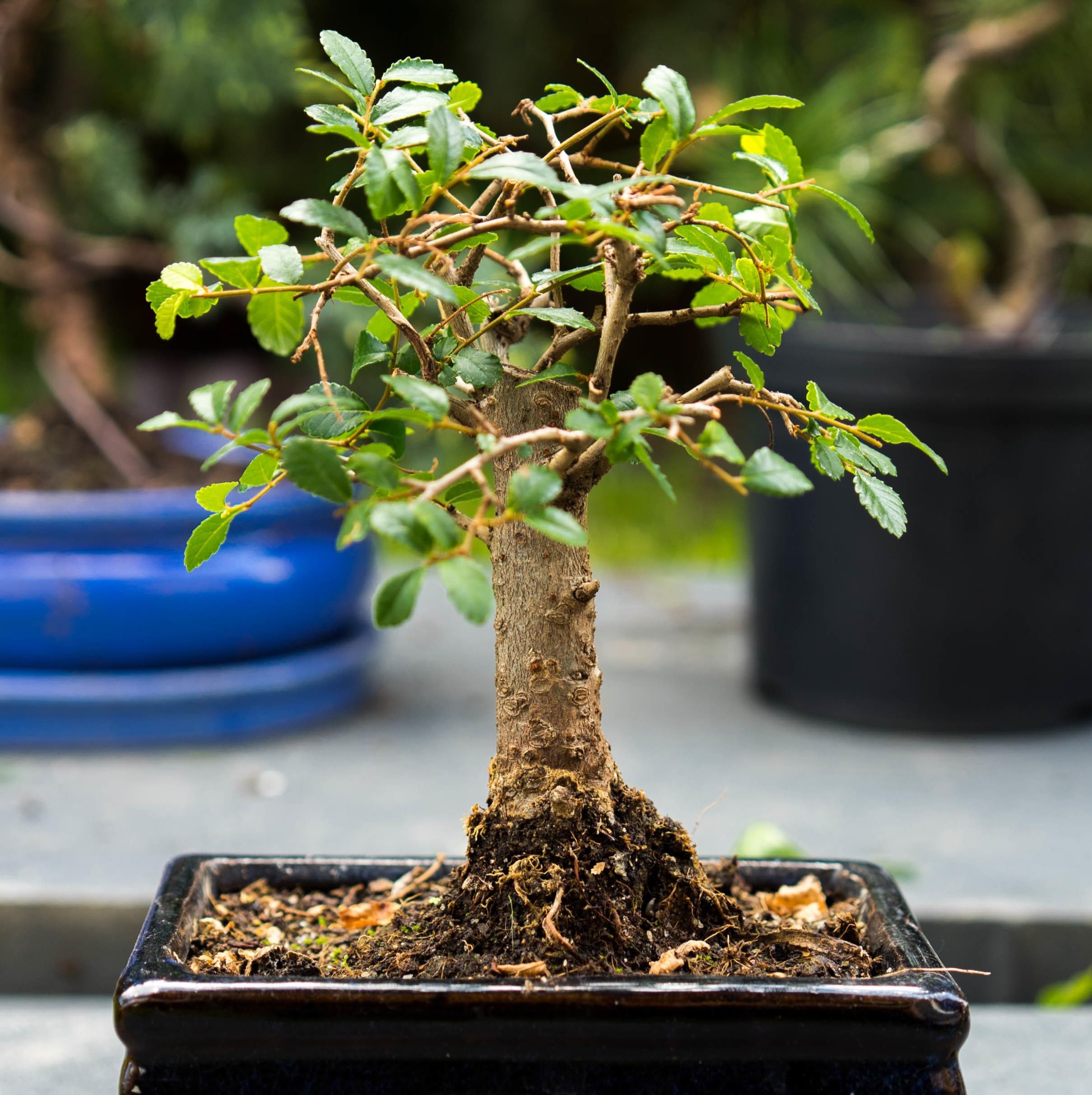 China Bot Tree Live Plant (Pack of 2)-image-19