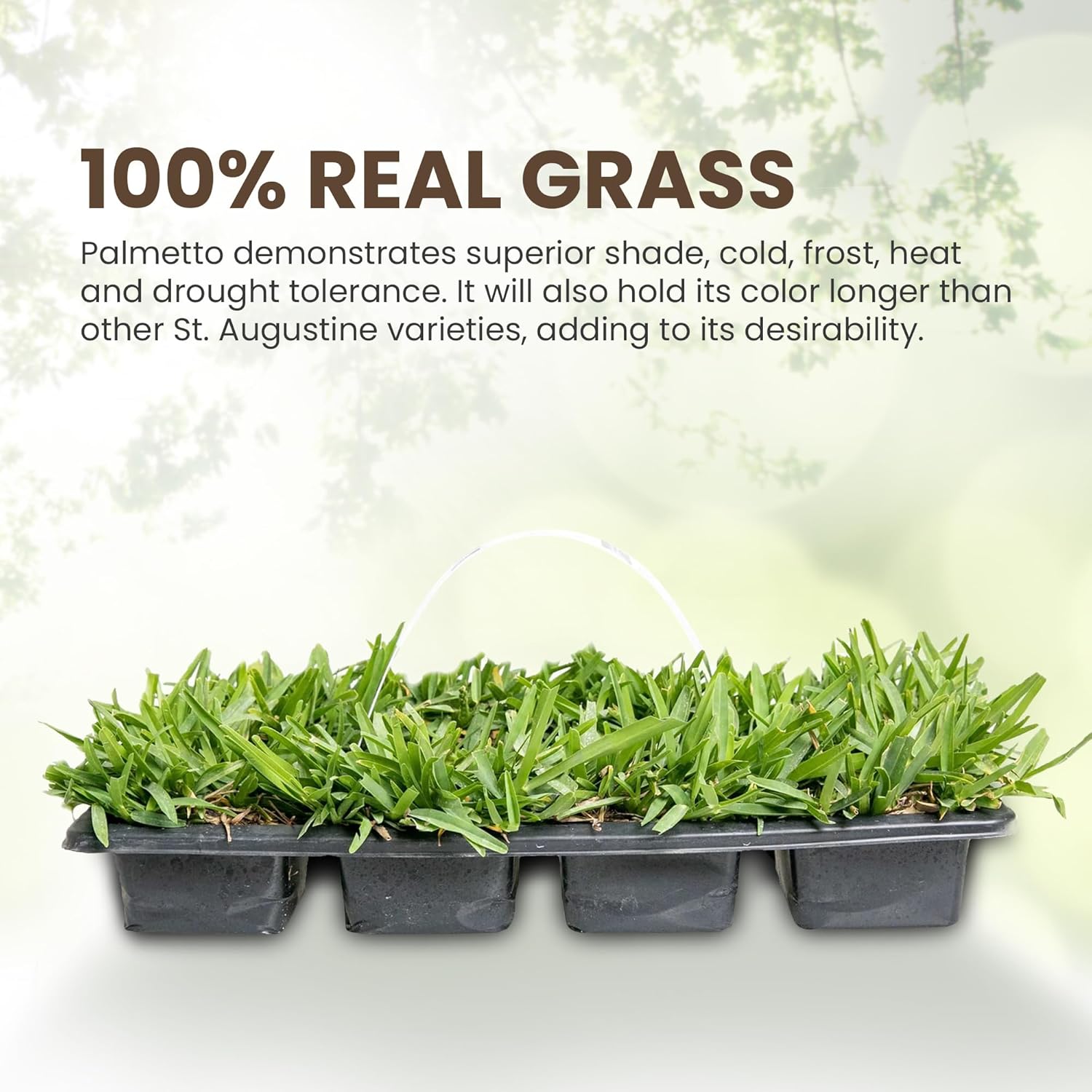 SodPods® St. Augustine Palmetto Grass Plugs for Lawn Repair, 3" x 3" Each (16-Count) – Cannot Ship to California Arizona