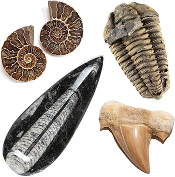 KALIFANO Fossil Collection Kit - Includes a Shark Tooth Fossil, Ammonite Shell Pair, Trilobite, and Orthoceras with Information Cards Family Owned/Operated