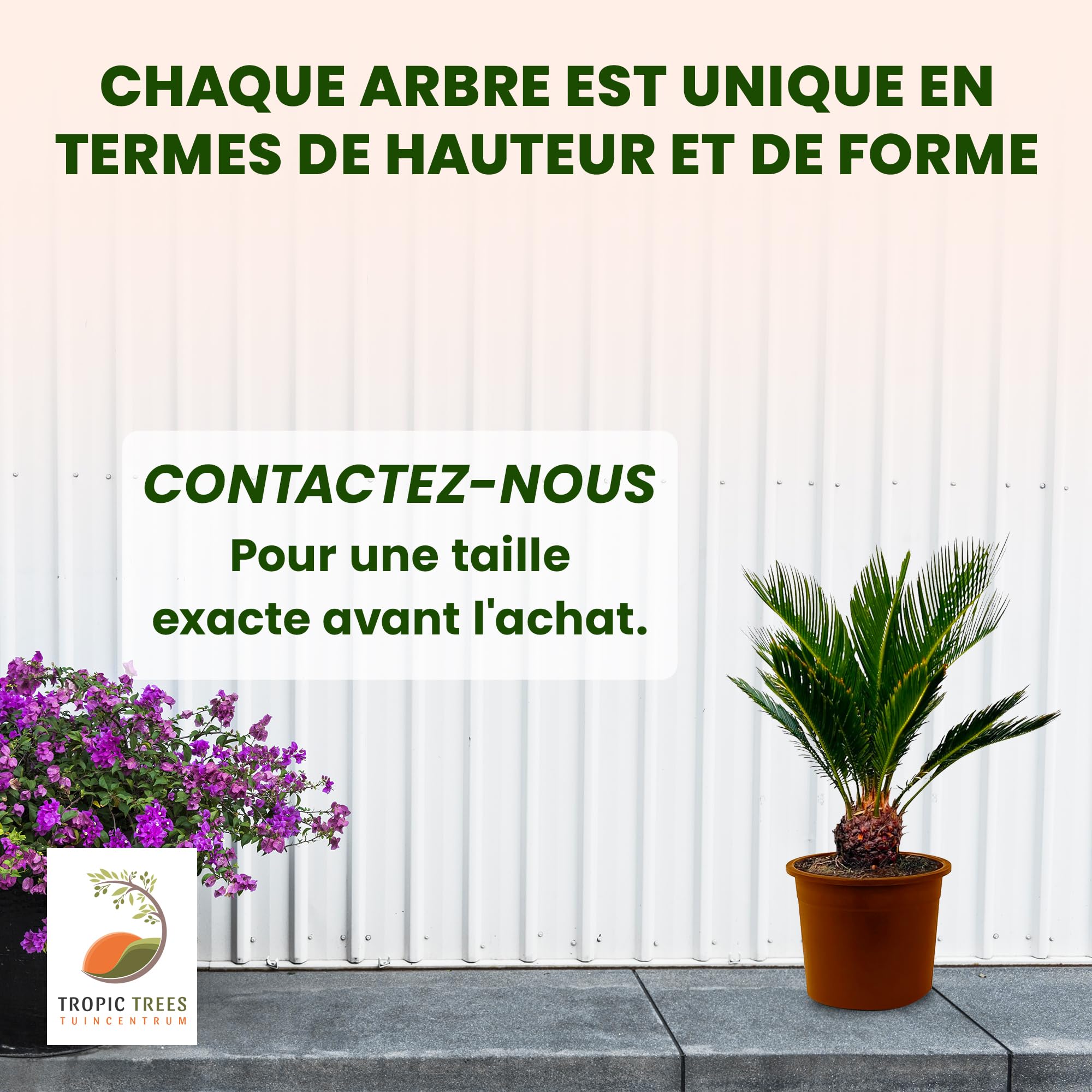 Tropictrees - Cycas Revoluta - Plante à feuillage persistant - Fougère palmiste - Fougère sagou - Plantes d'intérieur - Fougère palmiste japonaise - hauteur 80cm - hauteur de tige 5/10cm