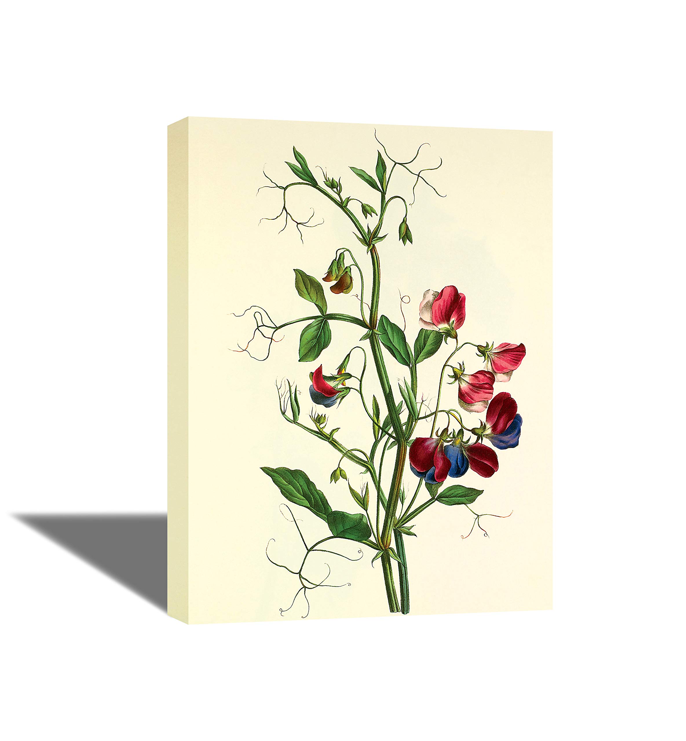 Tamatina Oriental Art Framed Canvas Gallery Wrap Framed Paintings | Japanese Art Rose of a sweet pea | Home Decorative Gift Item | Frame Size - 24X18 Inches.u195